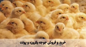 خرید و فروش جوجه یکروزه و پولت
