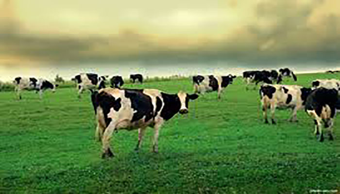 مولتی آنزیم ناتوزیم پلاس