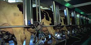 ضدعفونی کننده های شیردوش و پستان