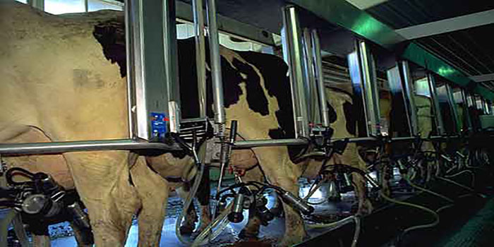 ضدعفونی کننده های شیردوش و پستان