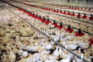 یوکا آمونیاک