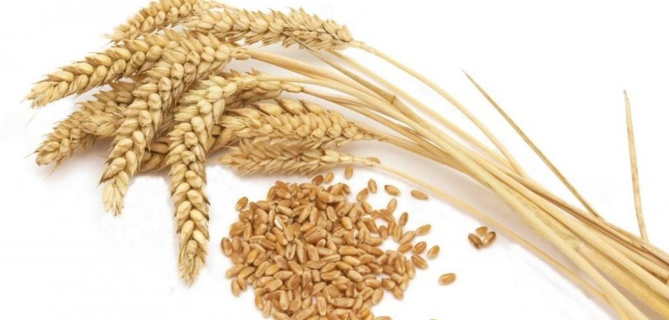 آنزیم فیتاز