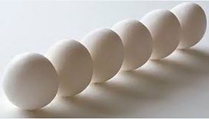 تخم مرغ مرغ تخمگذار