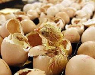 ضایعات جوجه کشی