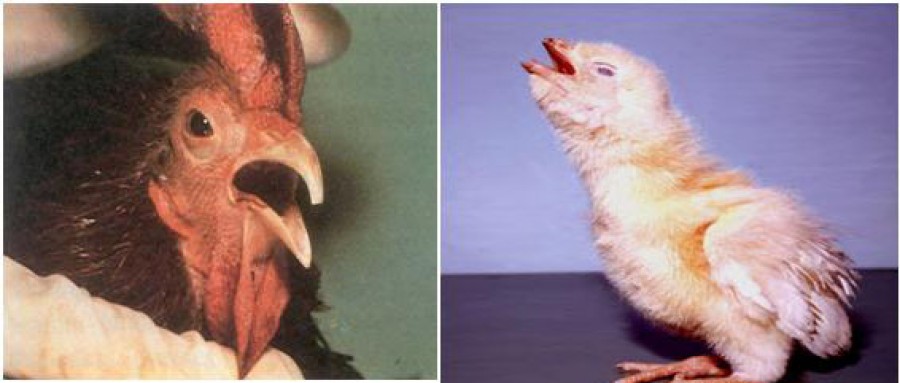 برونشیت عفونی طیور