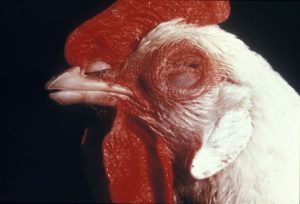 Newcastle disease