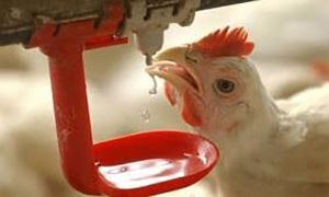 خرید و فروش پولت