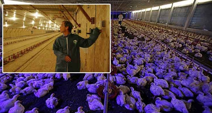 نور و پرورش مرغ گوشتی، پولت و تخمگذار