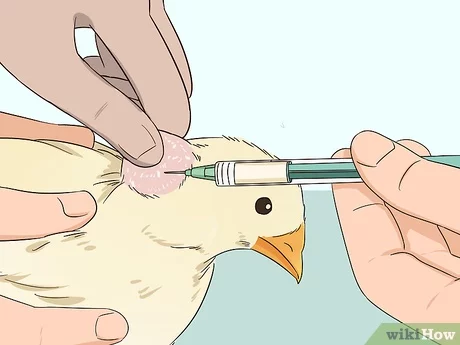 Vaccination methods in poultry