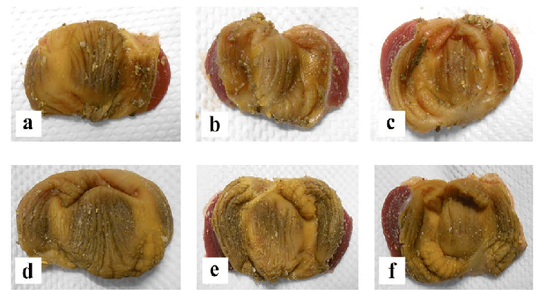 فرسایش سنگدان